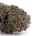 Afghan Kush