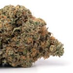 Animal Cookies