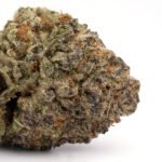 Critical Kush
