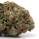 Hash Plant