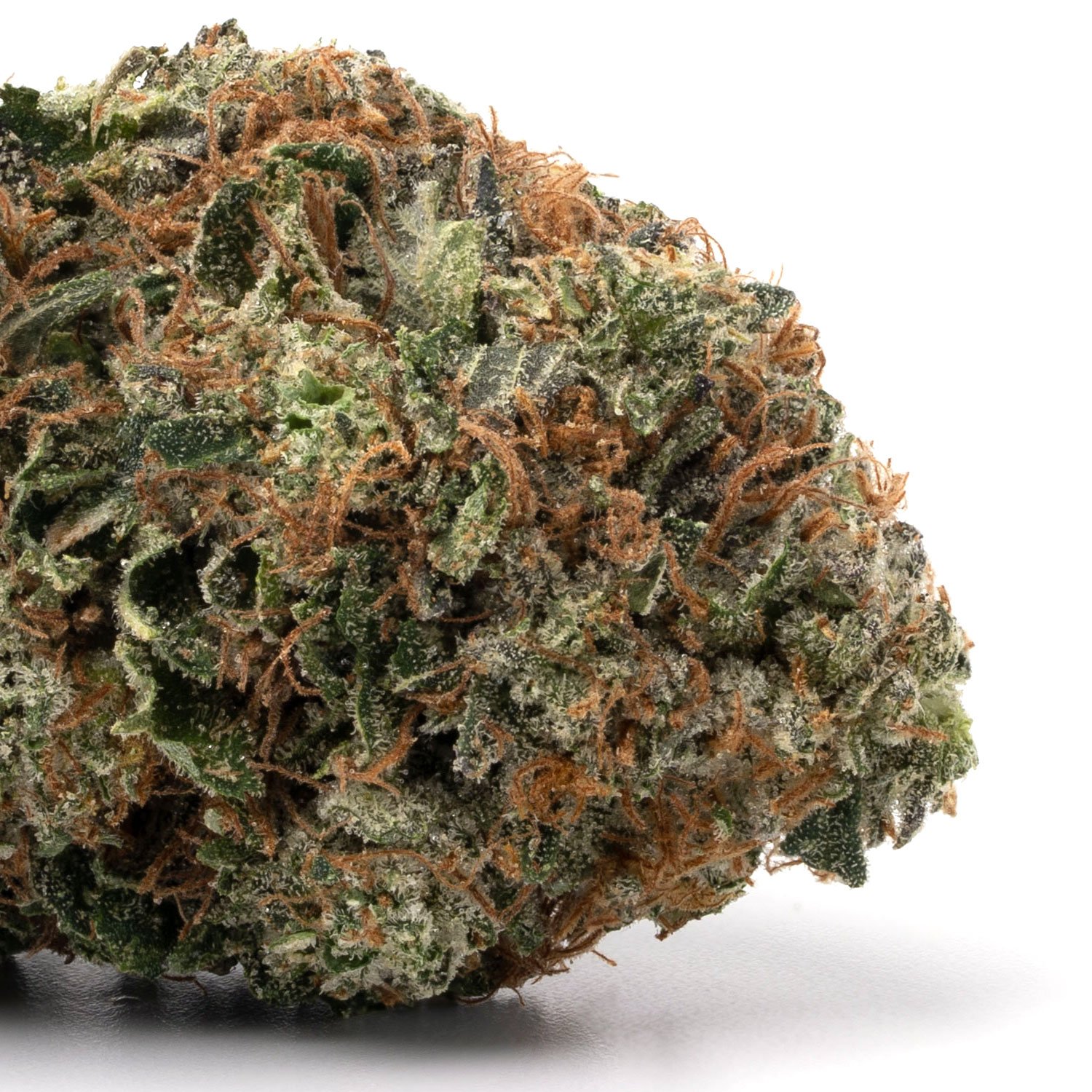 Hash-Plant-1.jpg Hash Plant - Image 1