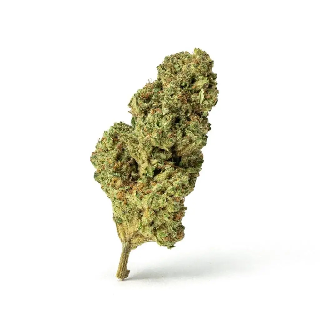 High-THCa-Han-Solo-Bud-scaled-1.webp THCa Flower Han Solo - Image 1
