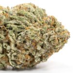 Jedi Kush