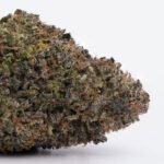 Mendo Breath