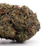 Northern Lights