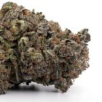 Purple Kush