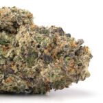 Purple Tangie