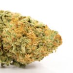 Sour Jack