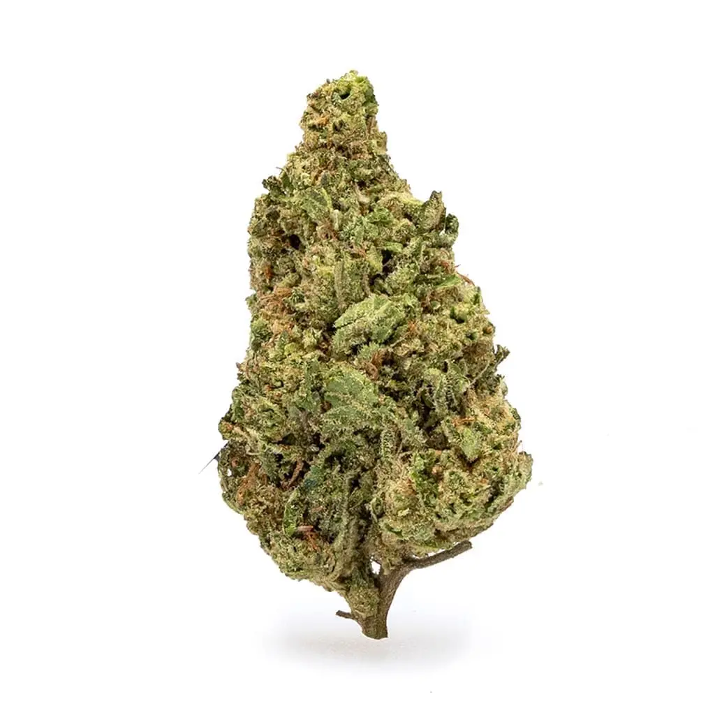 THCa-Flower-Acapulco-Gold-nug.webp THCa Flower Acapulco Gold - Image 1