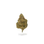 THCa Flower Northern Lights