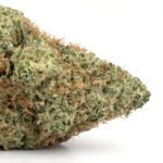Tropicali
