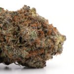 Violator Kush
