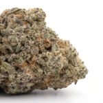 White Rhino